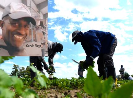 Jamaican seasonal workers complain  about abusive conditions on Canadian farms