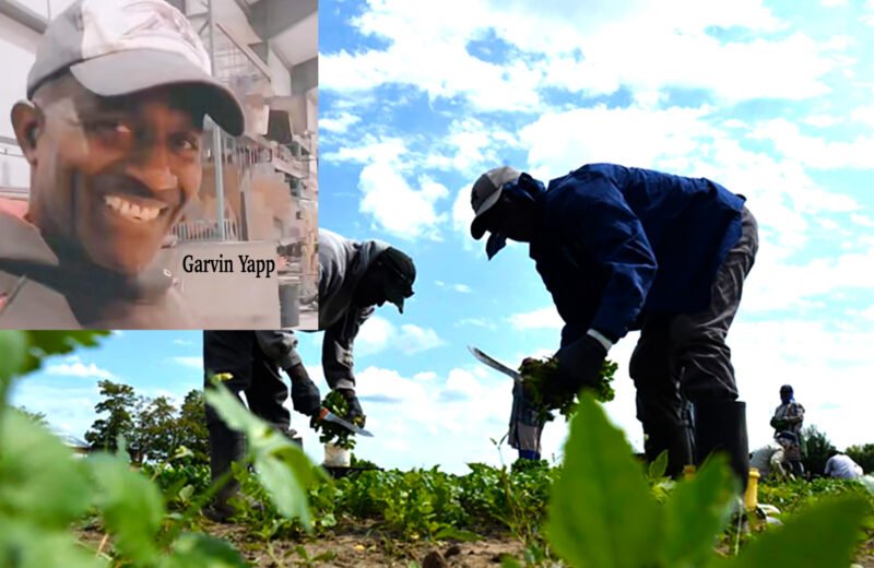 Jamaican seasonal workers complain  about abusive conditions on Canadian farms